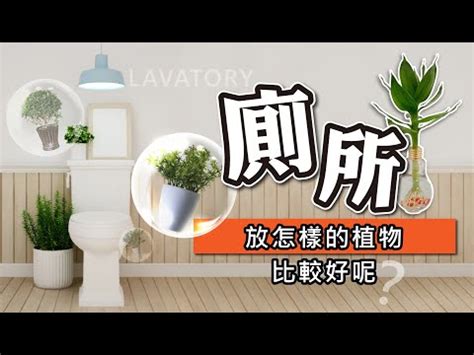 廁所植物 風水|擺對招好運！風水專家曝「家中6區域」植物這樣放